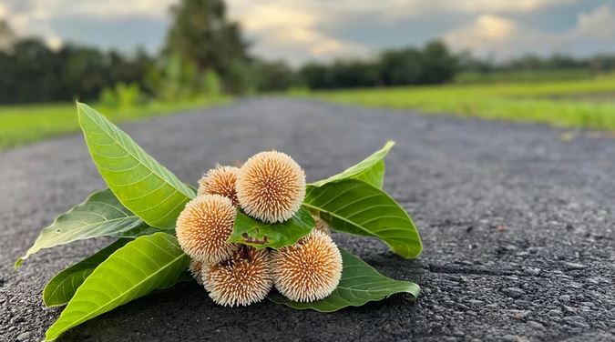 আষাঢ়ের কদম