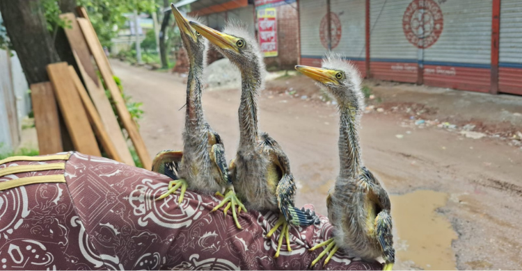 আইন প্রয়োগের চেয়ে সচেতনতা জরুরি.....