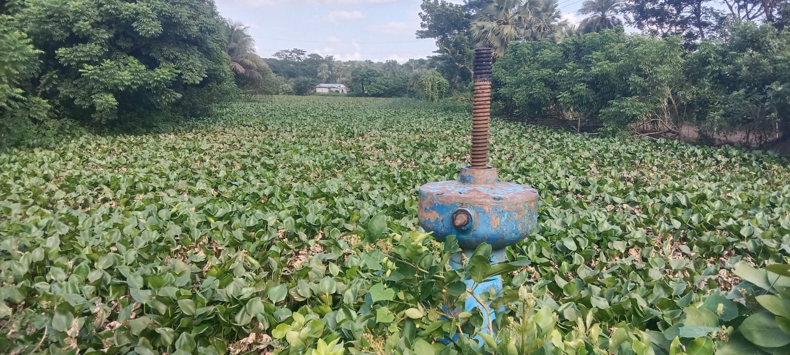 কচুরিপানায় ভরপুর সিআইপি বেড়িবাঁধের খাল।। নানা রোগের আশঙ্কা
