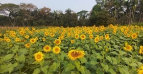 মতলব উত্তরে জনপ্রিয় হয়ে উঠছে সূর্যমুখী চাষ