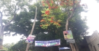 গাছেরও প্রাণ আছে ভুলে গেছে বিজ্ঞাপনদাতারা!
