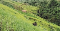 পাহাড়ি অরণ্যের পথে