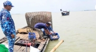 মেঘনায় পাঙ্গাসের পোনা নিধন : বিরাট চাঁইসহ ৩৫০ চায়না দুয়ারি জাল জব্দ