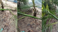 শাহরাস্তির বলশিদে সনাতন ধর্মাবলম্বীদের সম্পত্তি দখলের পাঁয়তারা