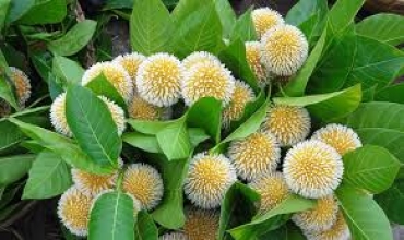 চাঁদপুর জেলাজুড়ে বর্ষার বার্তাবাহী কদম ফুল