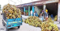 হারিয়ে যাচ্ছে নারকেল ও পাকা তালের ঐতিহ্য