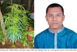 যৌথবাহিনীর অভিযানে পৌর যুবদল নেতার নার্সারি থেকে গাঁজার গাছ উদ্ধার