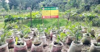 স্বল্প খরচে বস্তায় আদা চাষ : কৃষি অফিসের প্রদর্শন সফল, কৃষকের মুখে হাসি