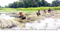 কৃষকের অনাগ্রহে কমছে পাটের আবাদ