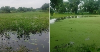 অতিবৃষ্টিতে পানির নিচে মেঘনা-ধনাগোদা সেচ প্রকল্পের ফসলি জমি।। বিপাকে চাষীরা