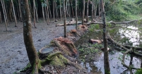 দলীয় প্রভাব খাটিয়ে বহু গাছ কেটে নিলেন ওয়ার্ড বিএনপি নেতা!