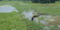 চাঁদপুরে জলাবদ্ধতায় অনাবাদি ১৯ হাজার হেক্টর জমি, বছরে ক্ষতি ২৮৫ কোটি টাকা