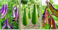 ভাদ্র মাসে সবজির অভাব : উঁচু স্থানে বা বাসা বাড়ির ছাদে চাষ করুন শাক-সবজি