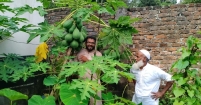 সাংবাদিকের সবজি বাগান : পরিশ্রমে গড়ে তোলা সবুজ স্বপ্ন