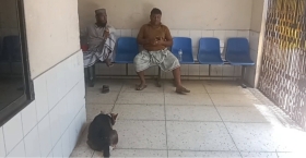 হাসপাতালে কুকুর!