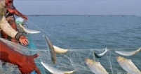 আজ থেকে ২২ দিন মা ইলিশ রক্ষা অভিযান