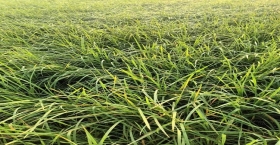 ধানের পাতা হলুদ হয়ে যাচ্ছে, চিন্তায় কৃষক