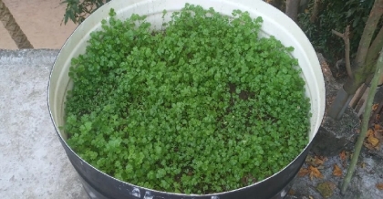 ধনিয়া চাষে সফলতা : ফাঁকা ছাদেই এখন সবুজ সম্ভাবনা