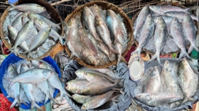 চাঁদপুরের সুনাম নষ্ট করছে বরিশালের পচা ইলিশ