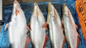 নদীর পাঙ্গাশের কেজি ৯০০ টাকা