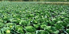 চাঁদপুর জেলায় শীতকালীন সবজি উৎপাদন প্রায় ১ লাখ মেট্রিক টন