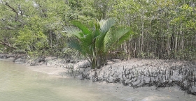 প্লাস্টিক দূষণে শ্বাসরুদ্ধ সুন্দরবন : পরিবেশ ও জীববৈচিত্র্যের বিপর্যয়ের আশঙ্কা