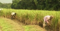 ধান মাড়াই আর খড় শুকাতে ব্যস্ত কৃষক-কৃষাণী