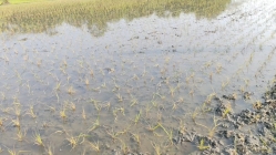 জোরপূর্বক কৃষি জমি দখল করে   ধান চাষের অভিযোগ!