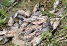 ‎রামগঞ্জে মাছের ঘেরে বিষ প্রয়োগ করে ৭ লাখ টাকার মাছ নিধন ‎