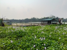 দখল-দূষণে মৃতপ্রায় ডাকাতিয়া: মানচিত্র থেকে হারিয়ে যাওয়ার শঙ্কা!