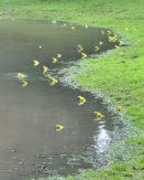 ব্যাঙের কনসার্ট: বর্ষার এক ‘বেসুরো’ বিলাসিতা