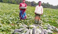 ফলন ভাল হওয়ায় খুশি  বাঙ্গি চাষিরা