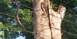 কী ভয়াবহ দৃশ্য : গাছটিই যেনো বিদ্যুতের খুঁটি!