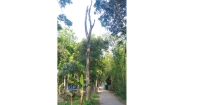 অজ্ঞাত রোগে আক্রান্ত সড়কের পাশে থাকা গাছ
