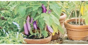 বৈশাখ মাসে সবজি চাষে কৃষকদের করণীয়