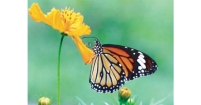 প্রজাপতি