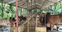 ২২৫টি হাটে জেলার চাহিদা মেটাতে কোরবানির পশু প্রস্তুত