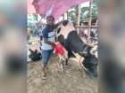 সন্তানের মমতায় লালন : চাঁদপুরের পশুর হাটে 'খোকন ভাইয়ের' ১০ লাখ টাকার আকর্ষণীয় গরু