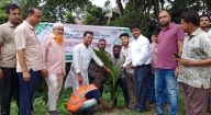 কচুয়া পৌরসভায় বৃক্ষরোপণ কর্মসূচি উদ্বোধন