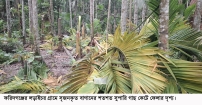 ফরিদগঞ্জের লাড়াইচরে সৃজনকৃত শত শত গাছ কেটে সাবাড়