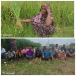 ৭০ একর জমিতে ধানের সবই চিটা