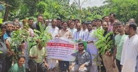 বাকিলা ইউনিয়ন যুবদলের বৃক্ষরোপণ