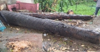 কচুয়ায় সড়কের পাশের তালগাছ কাটার অভিযোগ, স্থানীয়দের ক্ষোভ