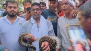 গাছের মগডালে ঝুলছিলো বিশাল আকৃতির অজগর