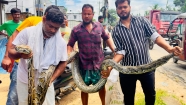 শ্রীমঙ্গলে ১৮ ফুট লম্বা বিশাল আকৃতির অজগর উদ্ধার