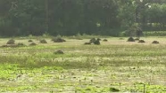 ভারী বৃষ্টিতে সবজি চাষিরা শঙ্কায়, তবে চাঁদপুরে নেই জলাবদ্ধতা