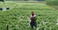 পরিশ্রম আর সততায় সফলতার গল্প কৃষক শফু মিজির
