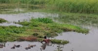 পাট জাগ দিতে বিড়ম্বনায় কৃষক