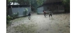 শ্রীনগরে খেলার মাঠের অভাব : বিকল্প হিসেবে বাড়ির উঠানই শিশুদের ভরসা