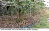 ব্যবসায়ীর সৃজনকৃত বাগানের গাছ কাটার অভিযোগ ইউনিয়ন ভূমি কর্মকর্তার বিরুদ্ধে
